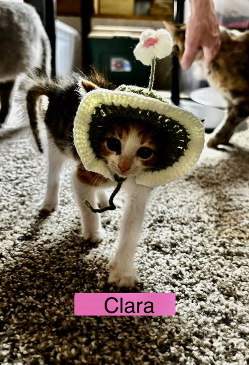 Photo 4 of Clara