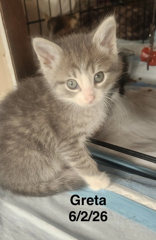 picture of the cat needing adoption