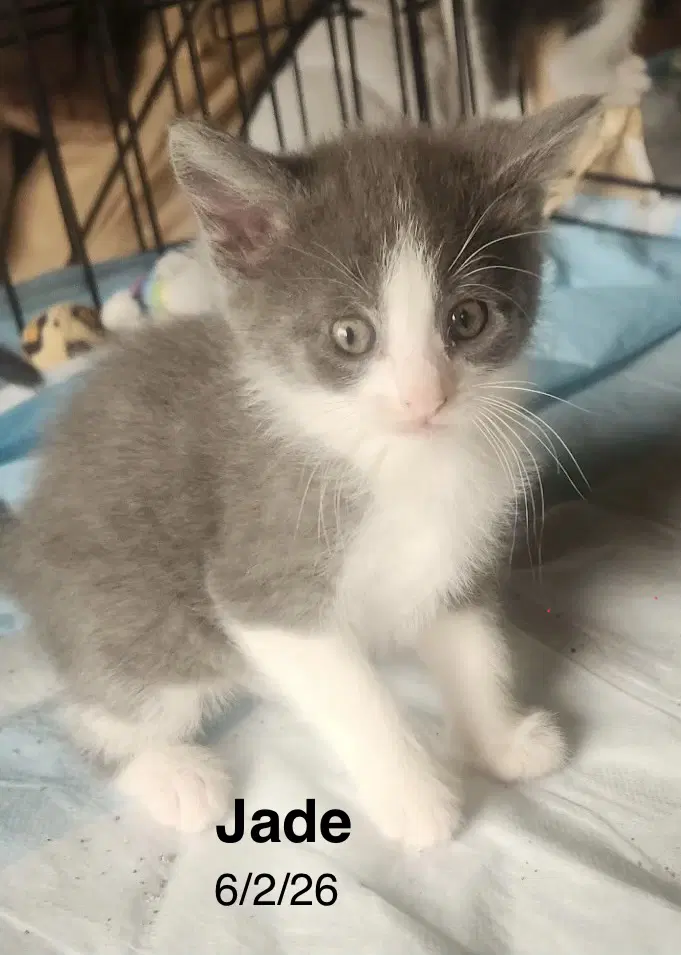 Jade image 2