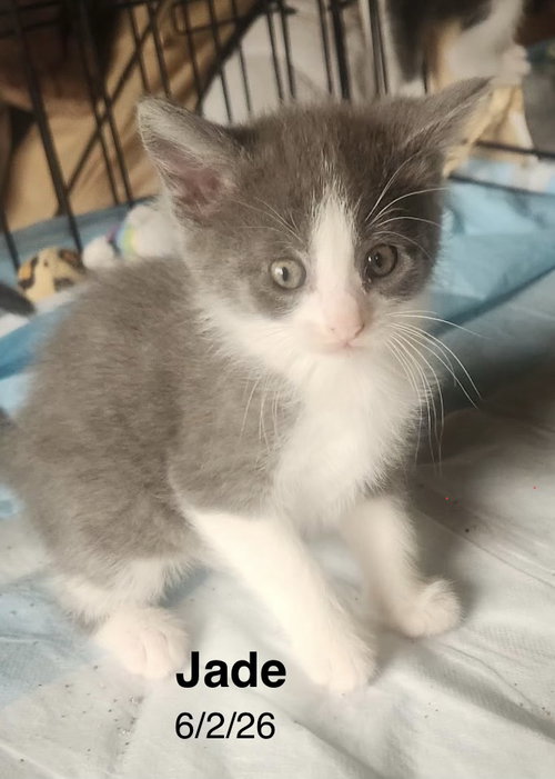 picture of the cat needing adoption