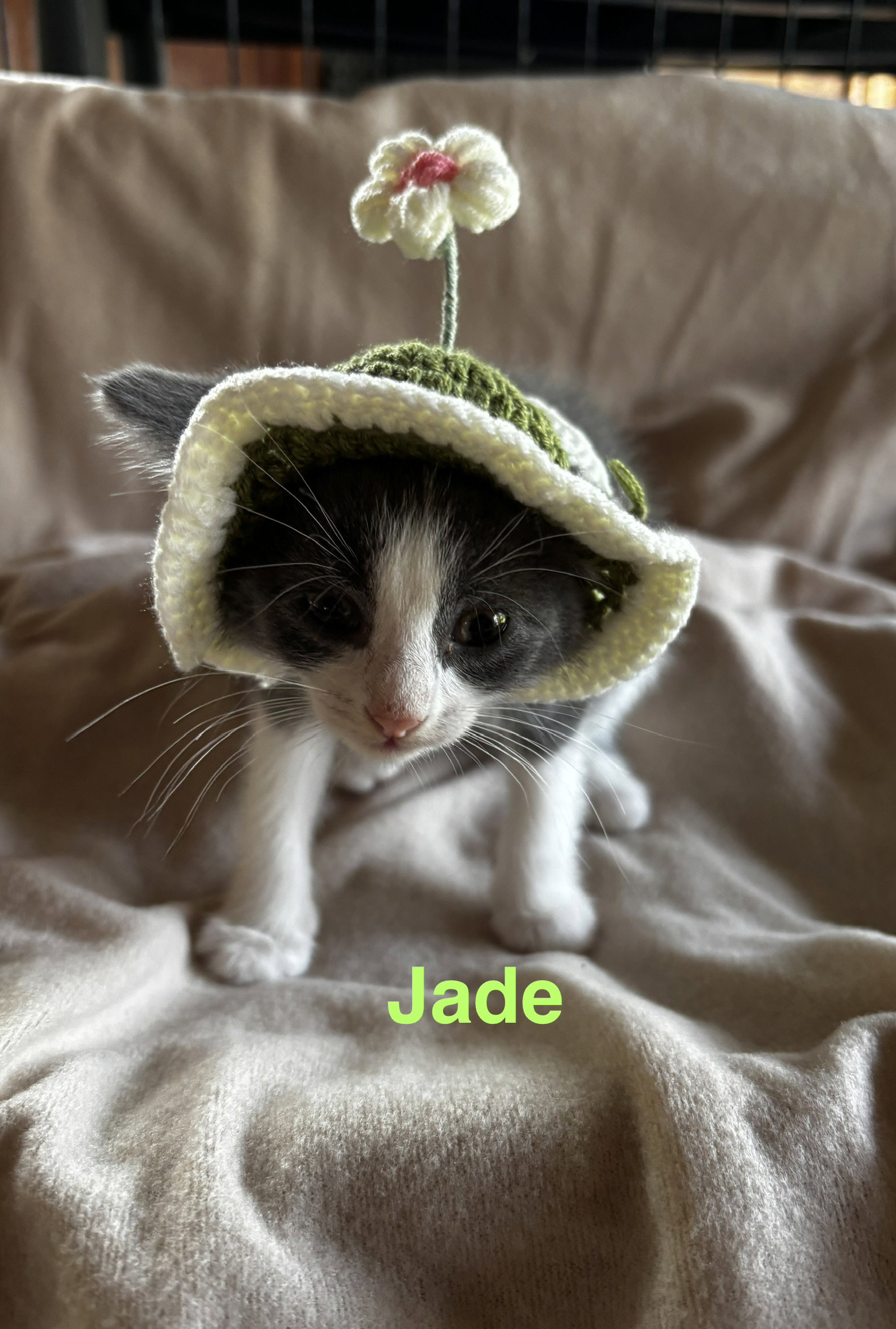 Jade (Jolene), photo 4