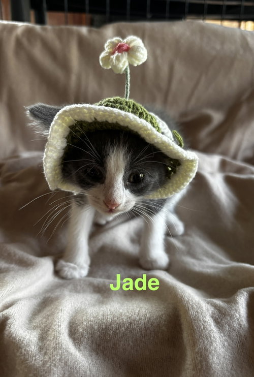 Photo 4 of Jade