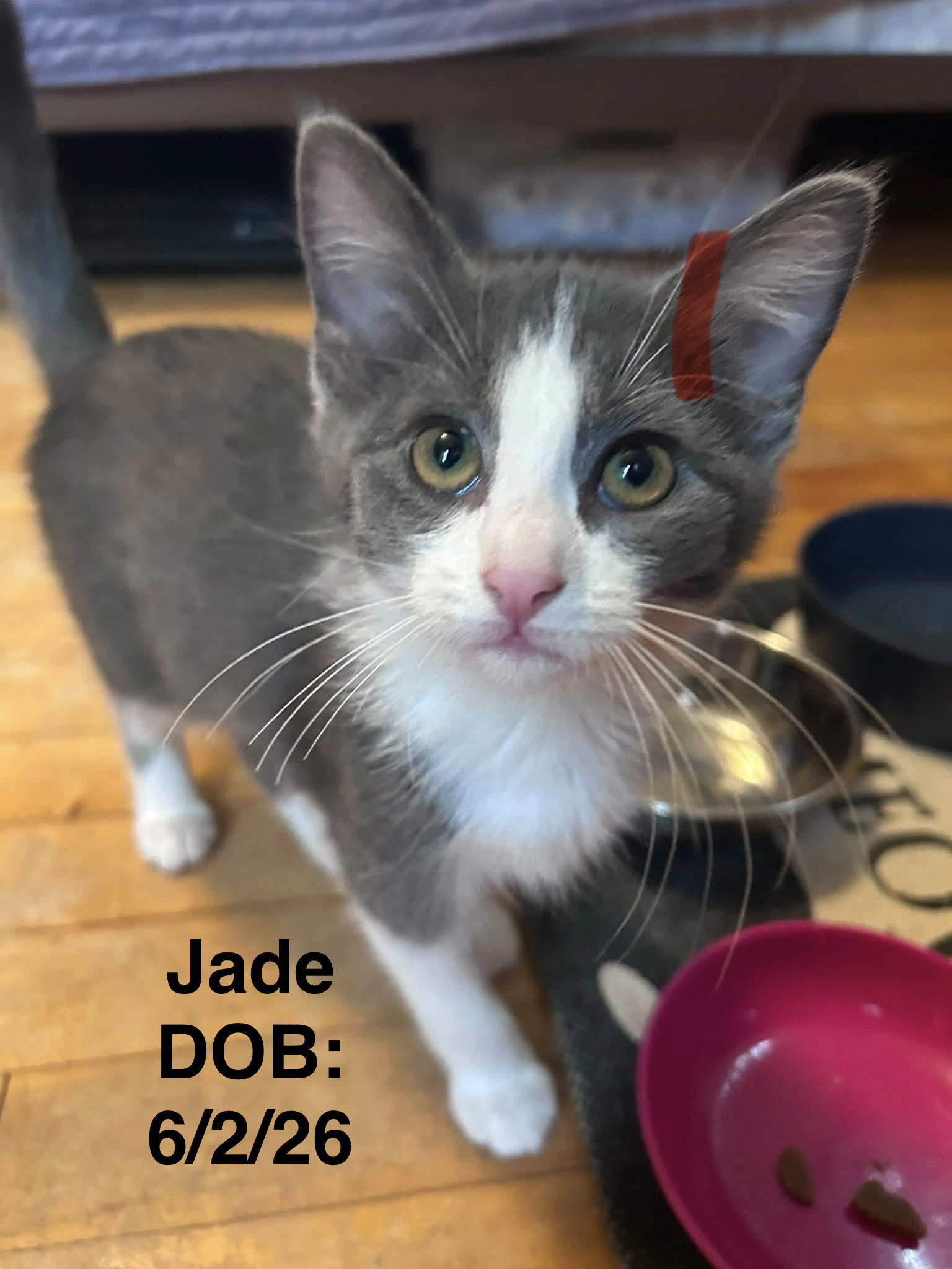 Jade (Jolene)