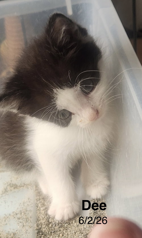 picture of the cat needing adoption