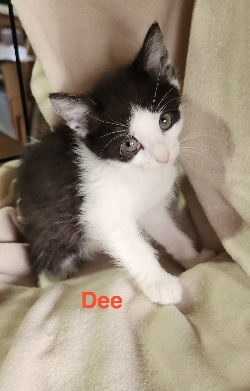Dee, photo 2
