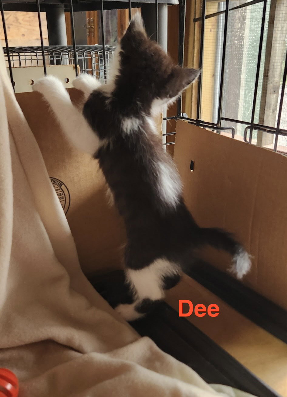 Dee, photo 3
