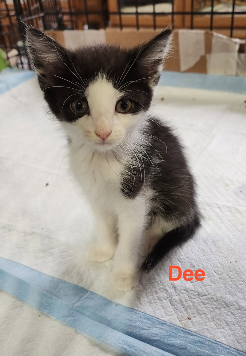 Dee, photo 5