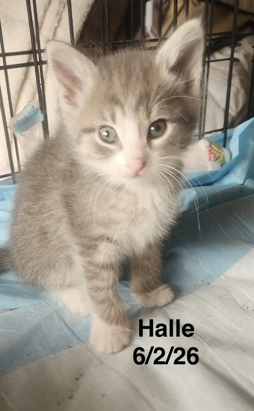 picture of the cat needing adoption