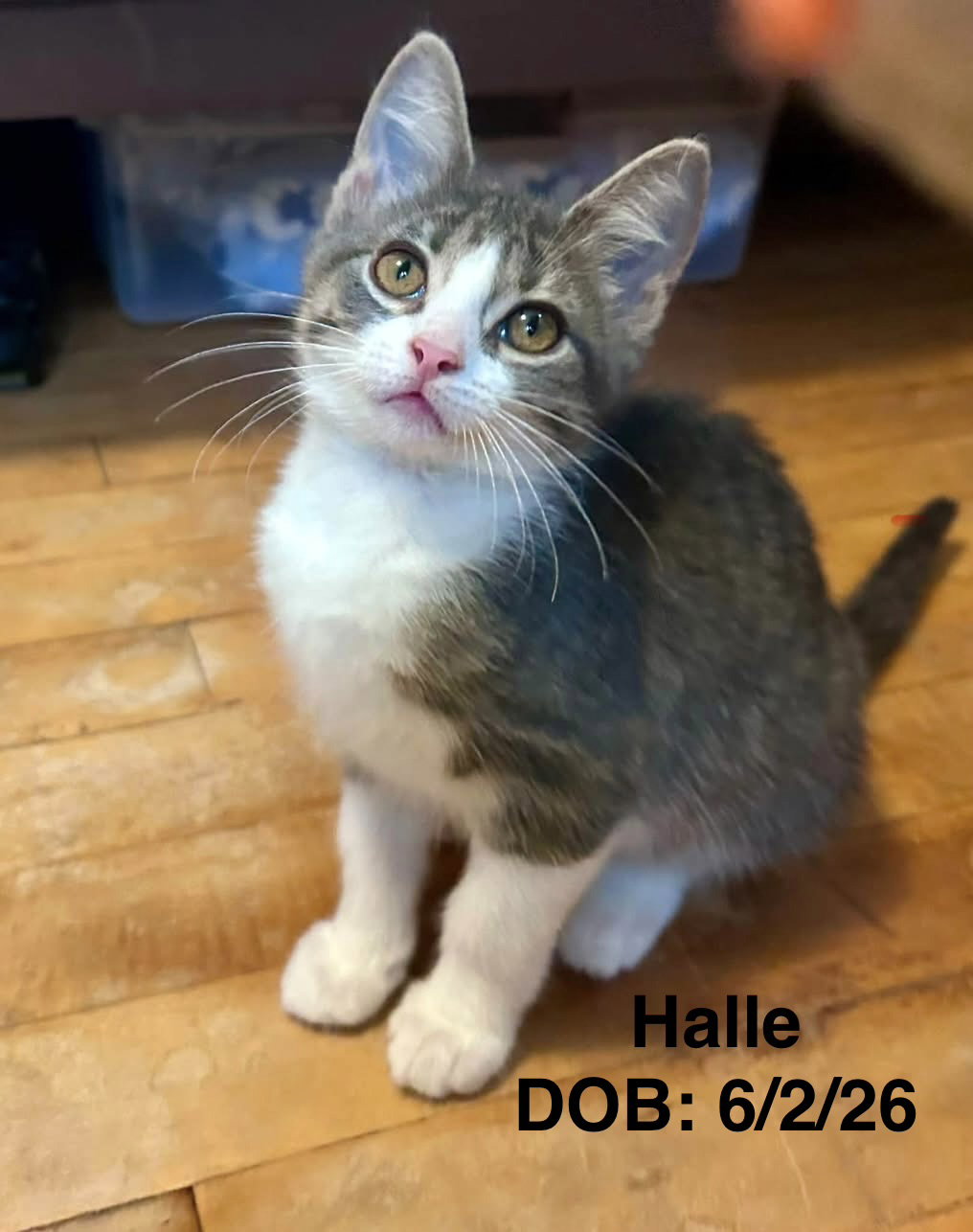 Halle (Dolly)