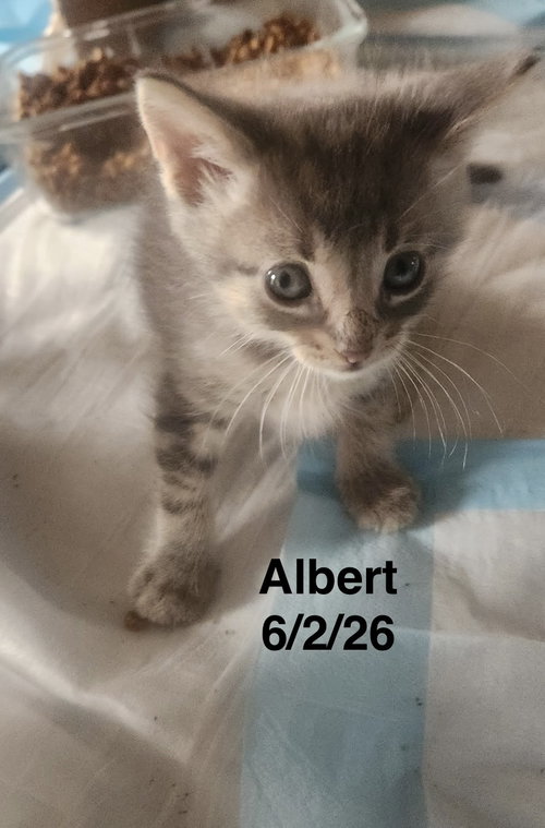 picture of the cat needing adoption