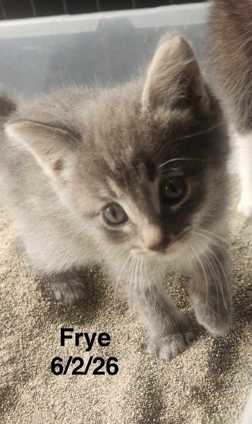 picture of the cat needing adoption