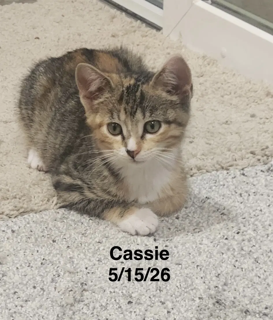 Cassie - Tabby