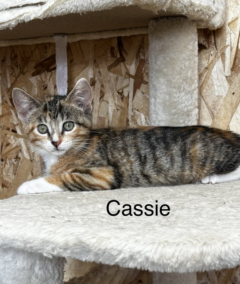 Cassie, photo 3