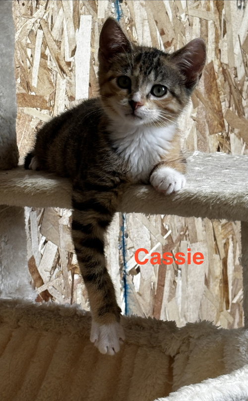picture of the cat needing adoption