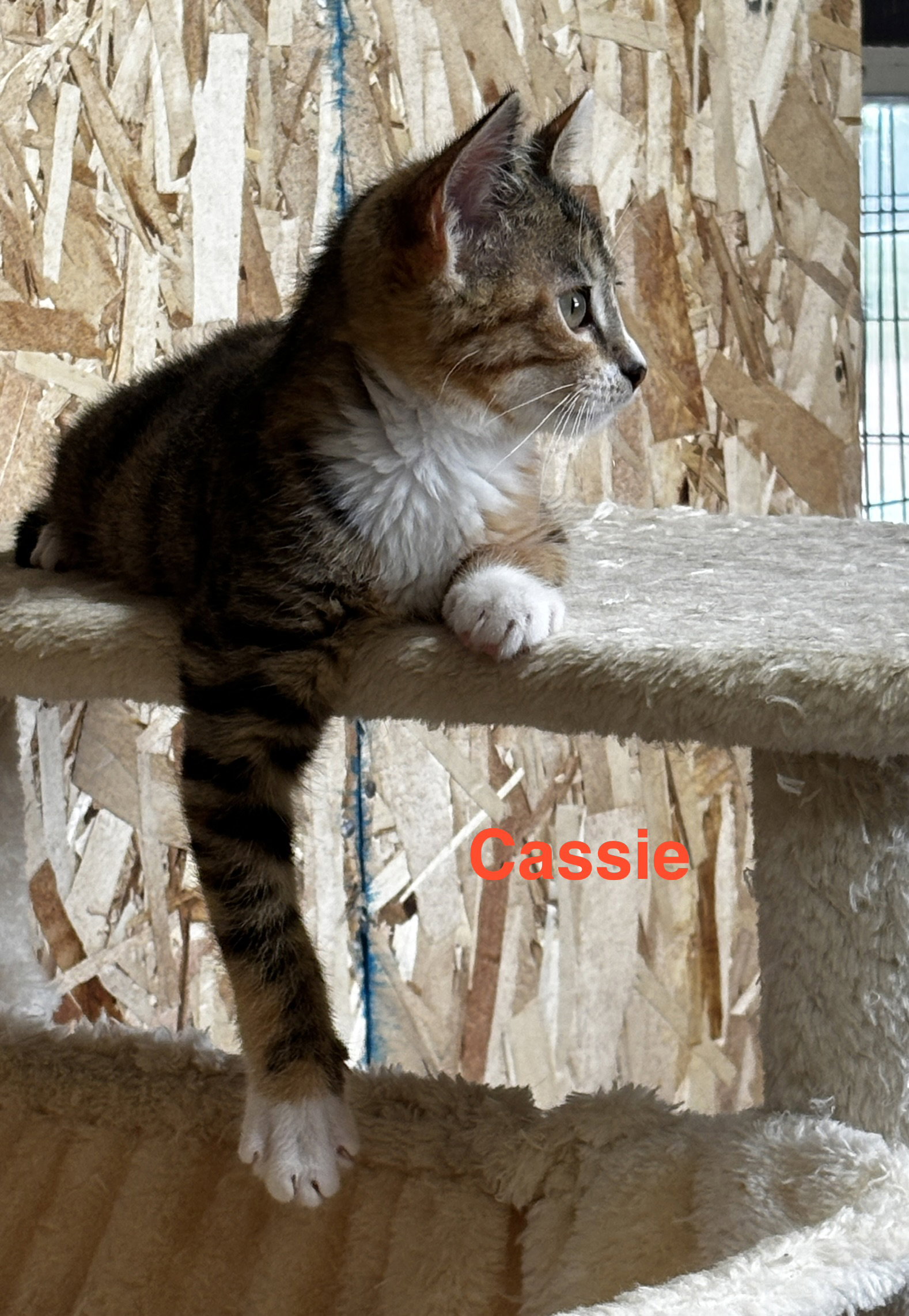 Cassie, photo 4