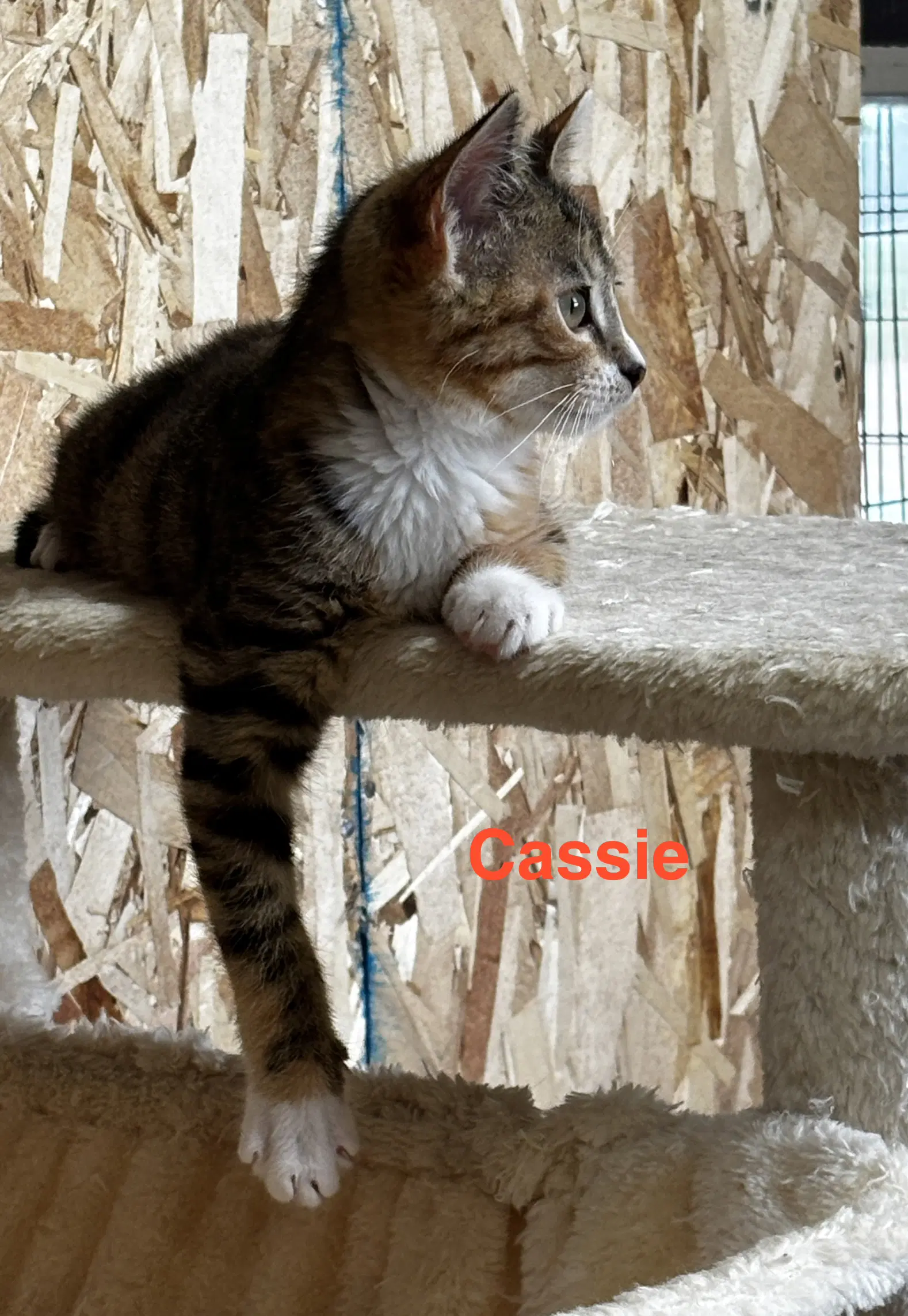 Cassie image 4
