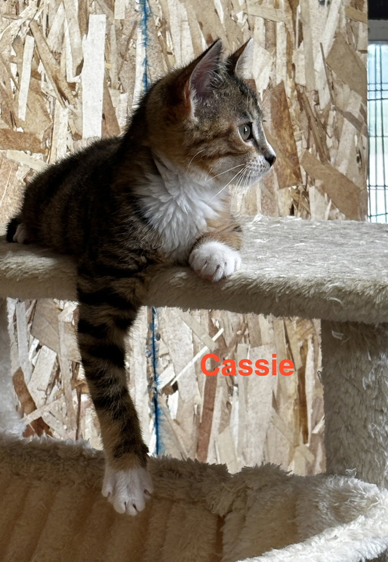 Cassie, photo 4