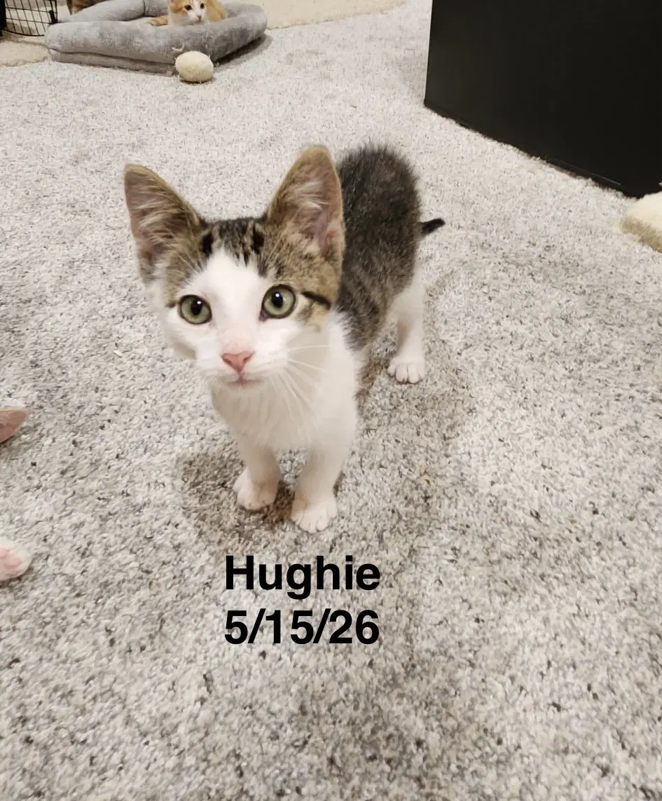 Hughie - Domestic Short Hair