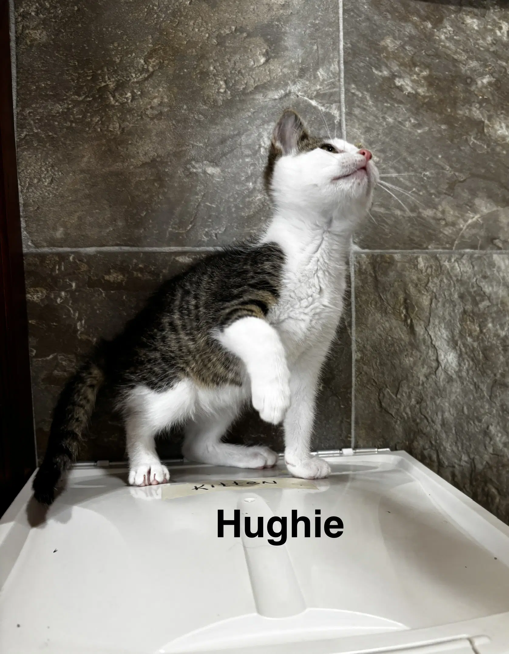 Hughie - Domestic Short Hair