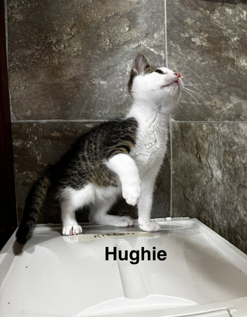 Hughie, a cat for adoption from PAWS UP PET RESCUE INC