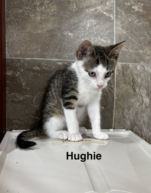 Photo 2 of Hughie