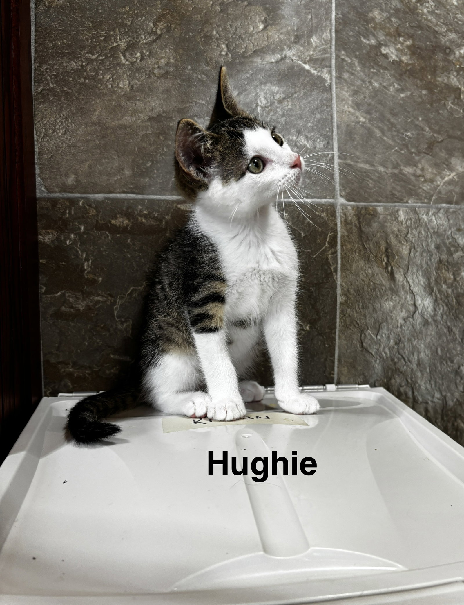 Hughie, photo 3