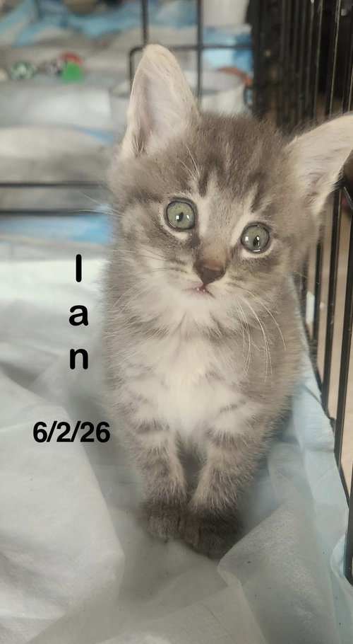 Ian, a cat for adoption from PAWS UP PET RESCUE INC