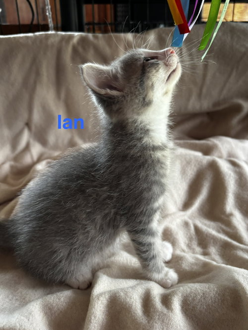 Photo 3 of Ian