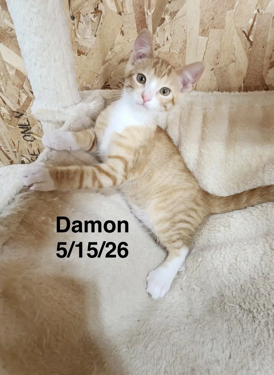 Damon - Tabby