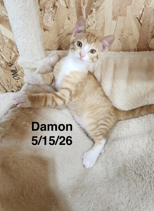 picture of the cat needing adoption