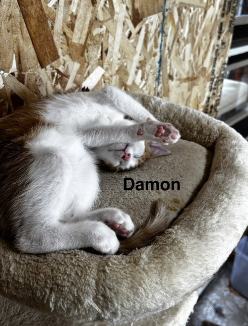 Photo 3 of Damon