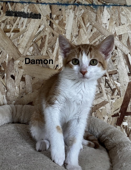 Photo 4 of Damon