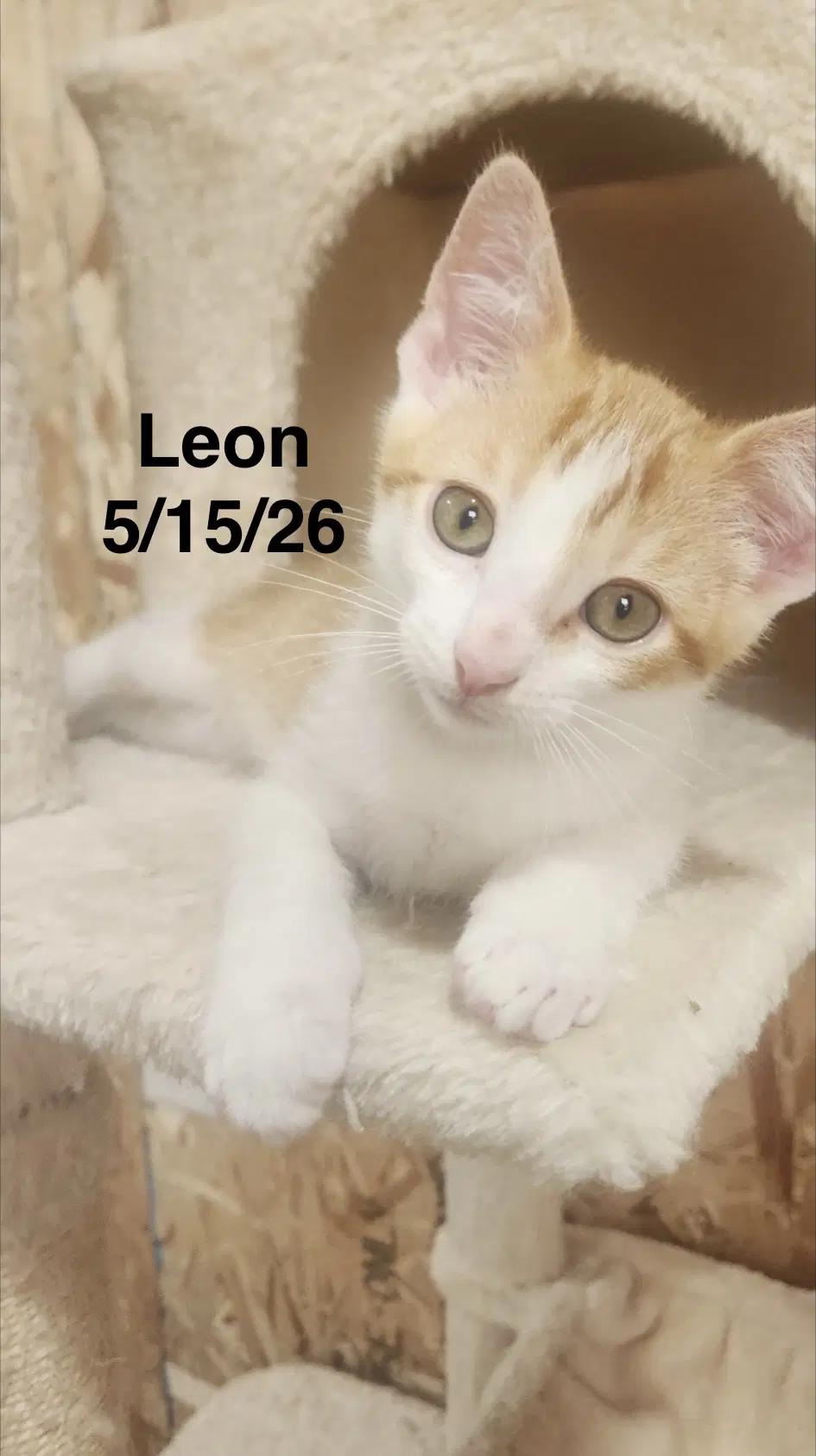 Leon - Tabby