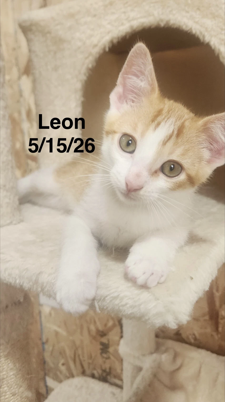 Leon