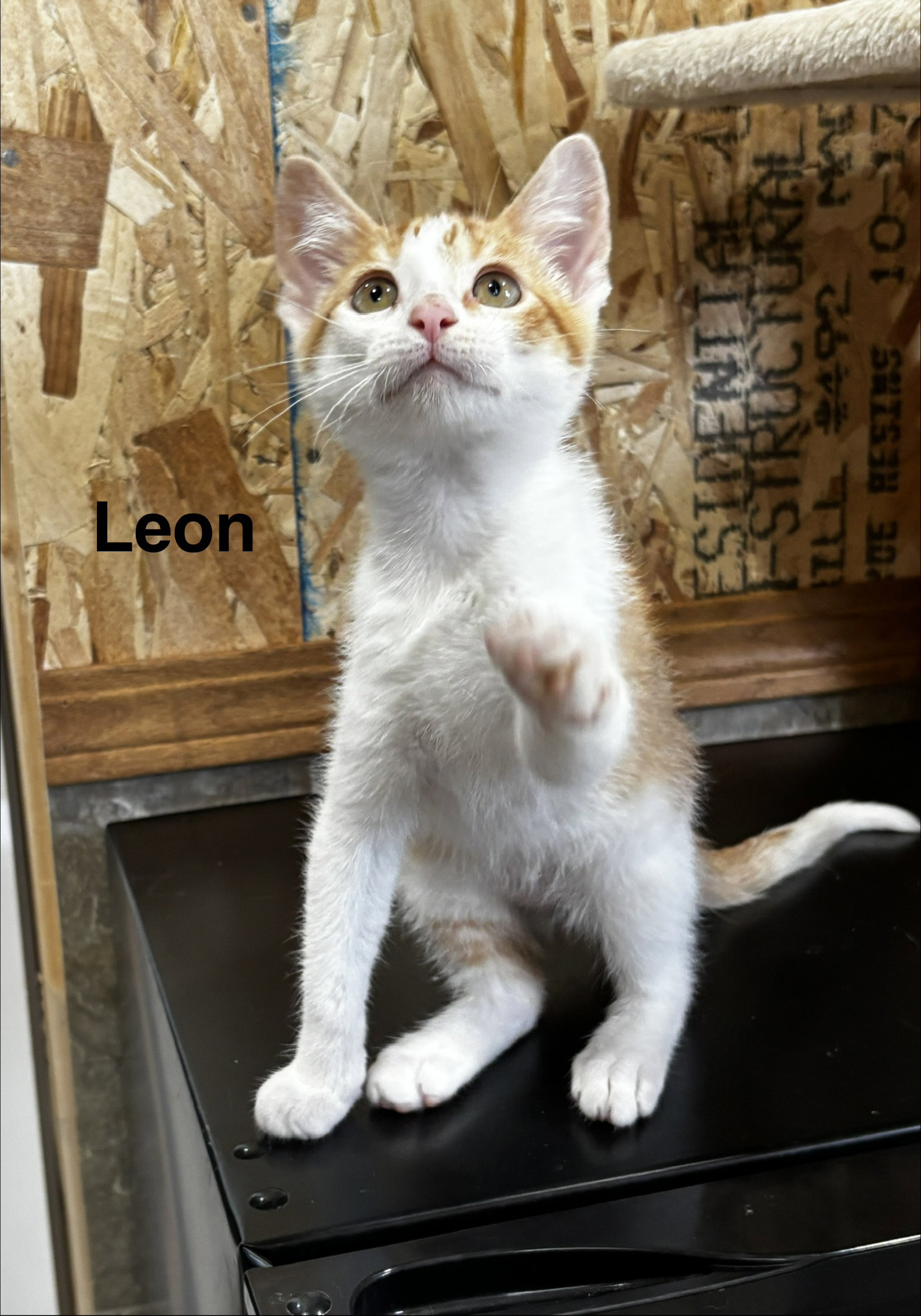 Leon, photo 2