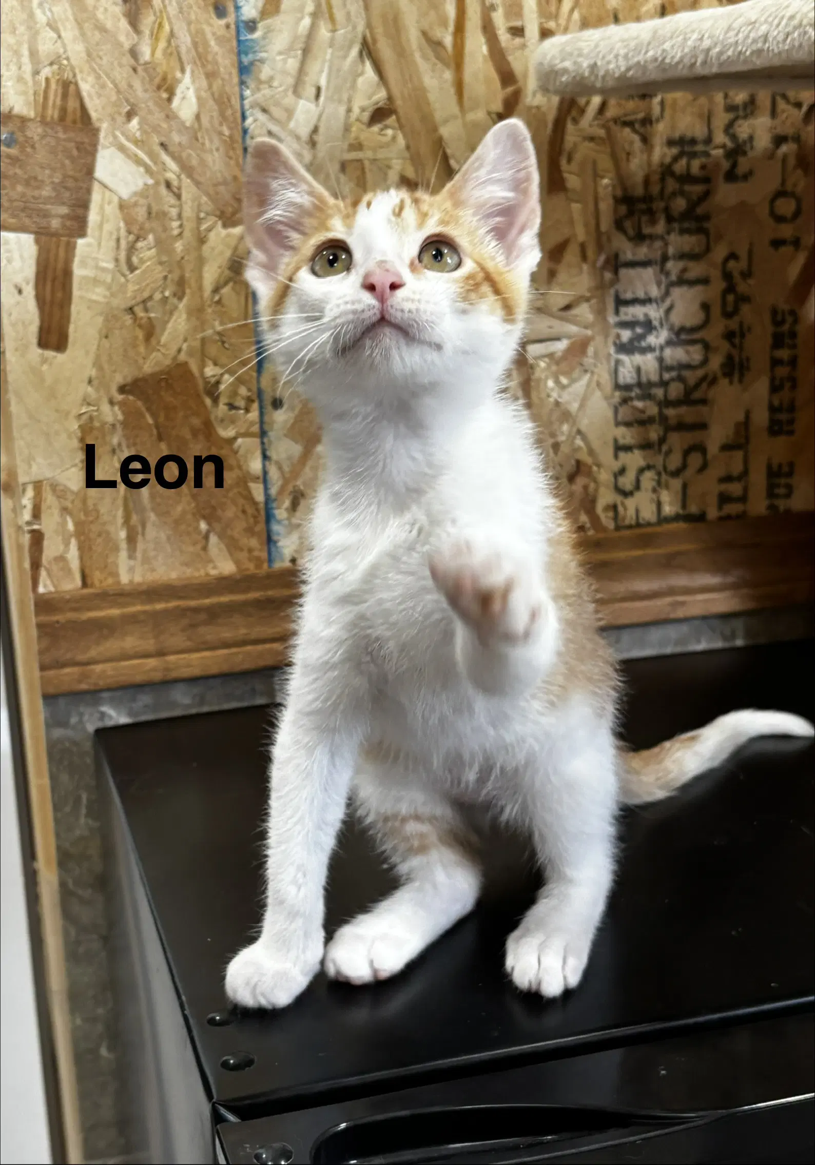 Leon image 2