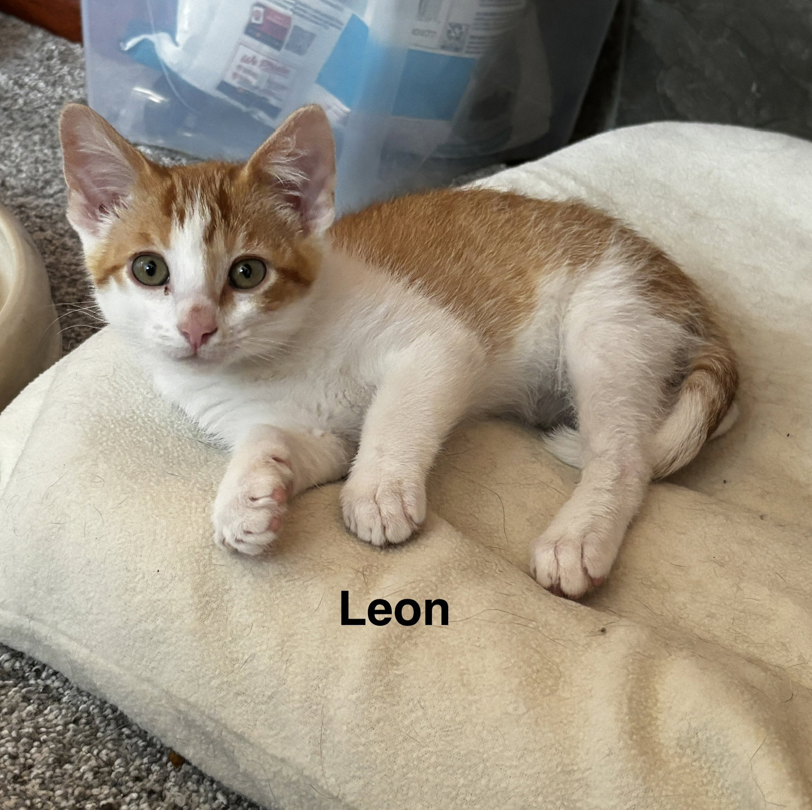 Leon, photo 3