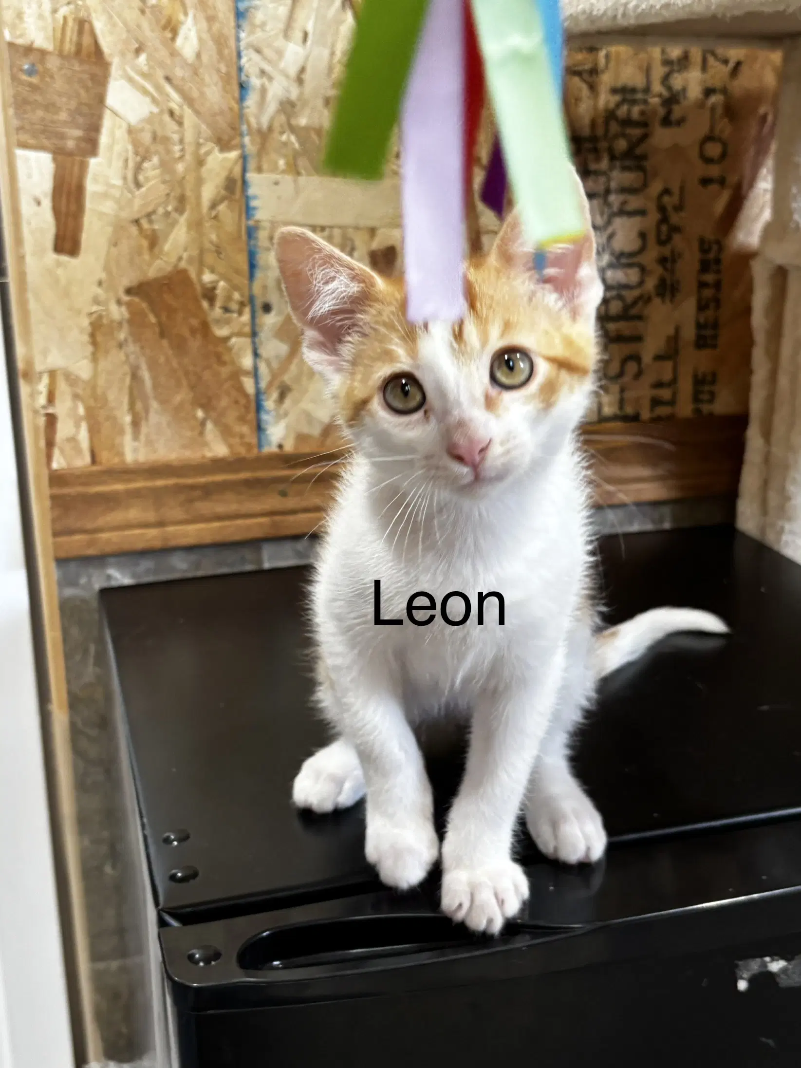 Leon image 4