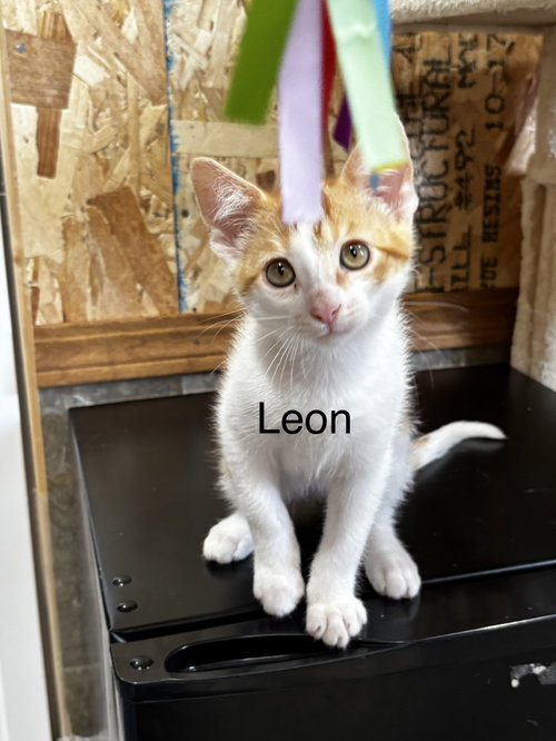 Photo 4 of Leon