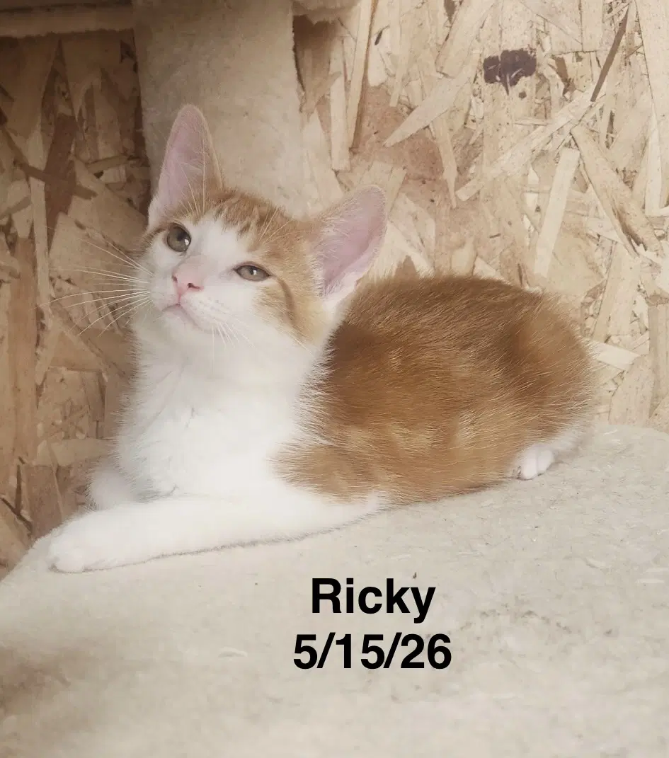 Ricky - Tabby