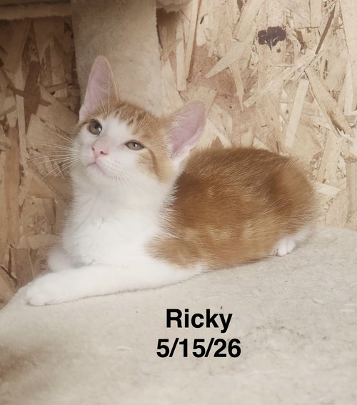 picture of the cat needing adoption