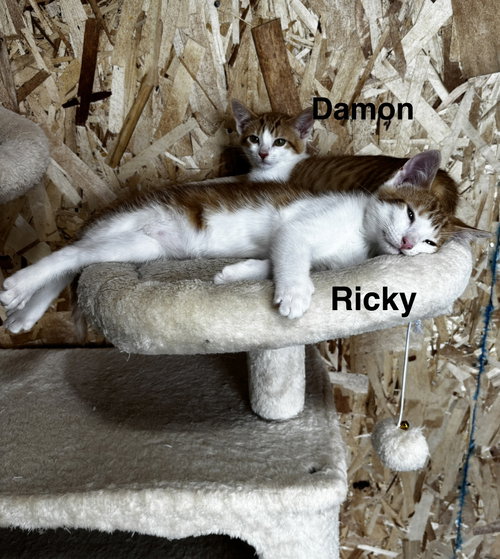 Photo 2 of Ricky