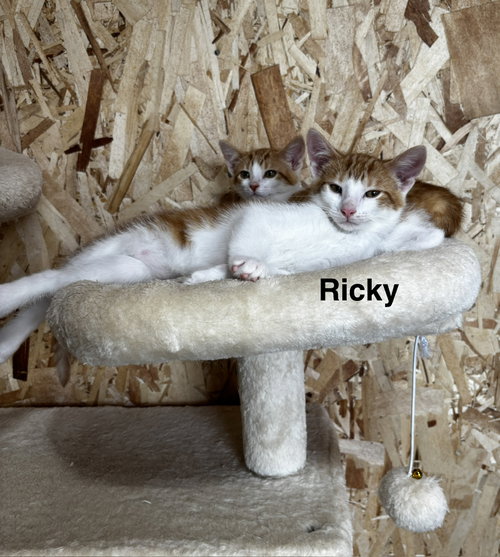Photo 3 of Ricky
