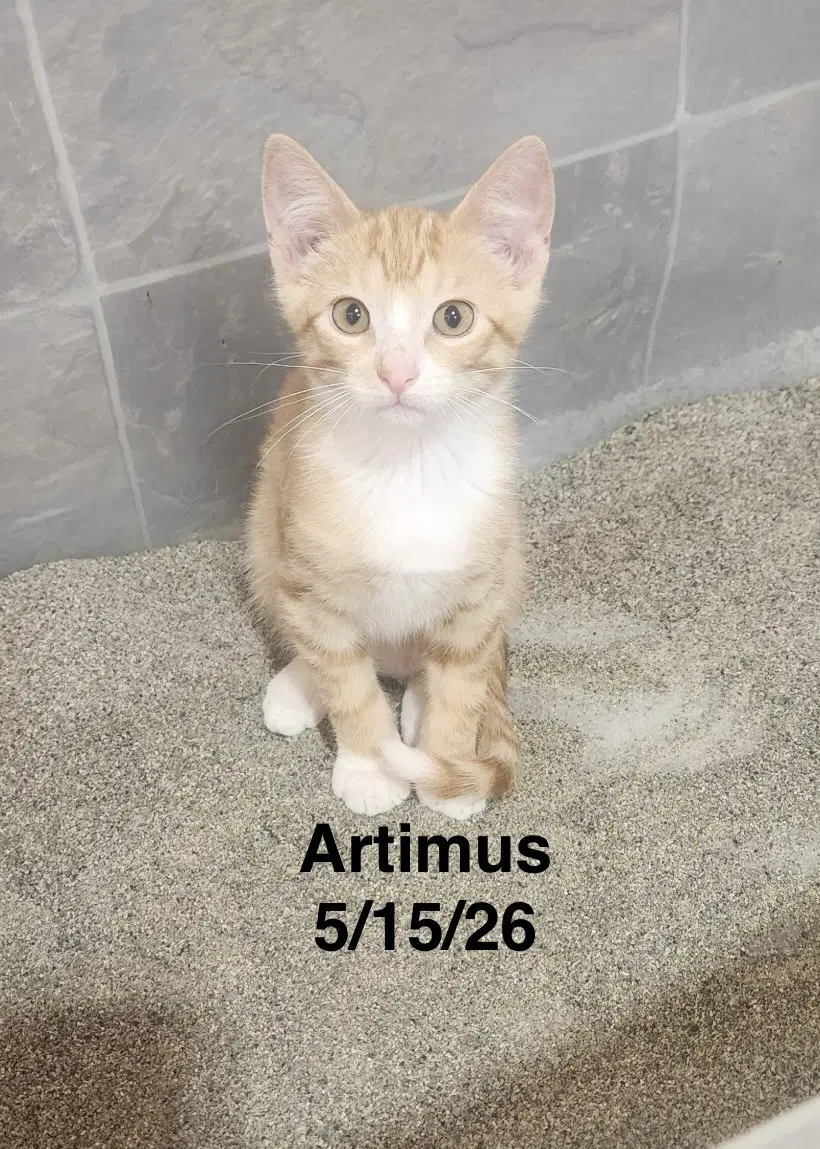 Artimus - Tabby