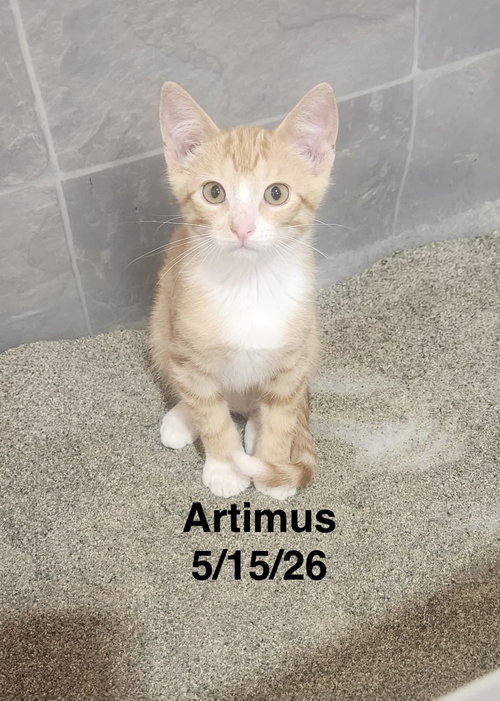 picture of the cat needing adoption
