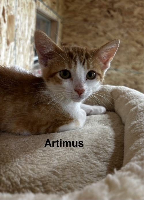 Photo 2 of Artimus