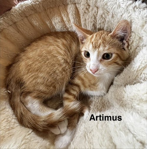 Photo 3 of Artimus