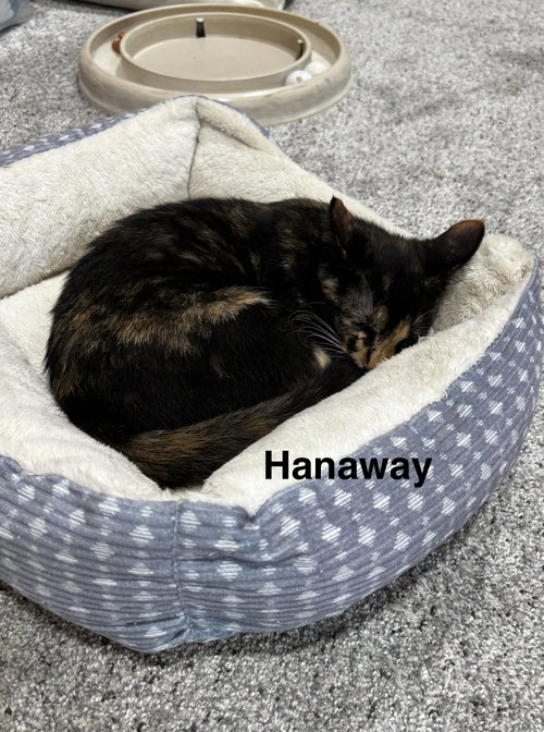 Hanaway photo 2