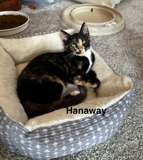 Hanaway photo 3