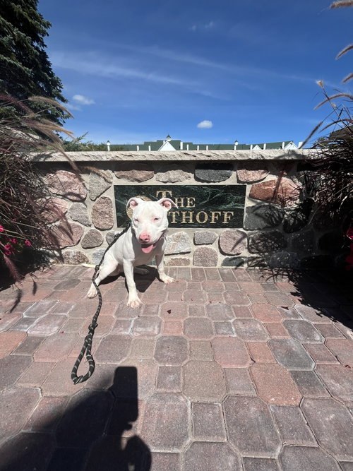 picture of the dog needing adoption
